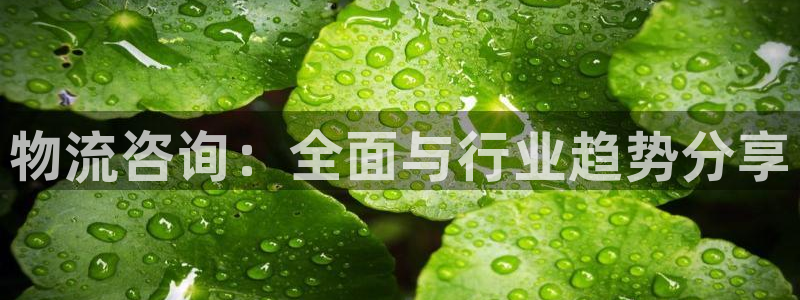 多多28加拿大是什么：物流咨询：全面