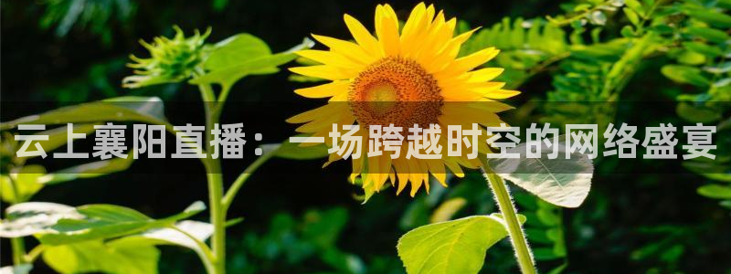 熊猫体育直播新版.新网页.org：云上襄阳直播：一场跨越时空的网络盛宴