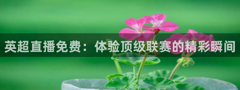 熊猫怎样直播：英超直播免费：体验顶级联赛的精彩瞬间
