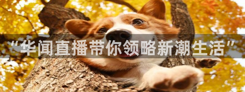 熊猫体育足球直播app：“华闻直播带你领略新潮生活”